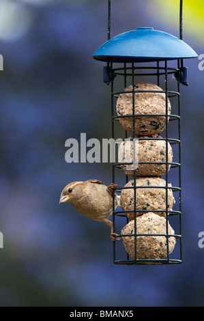 Passer domesticus. Gorrión hembra alimentándose en un alimentador de bolas de sebo Passer domesticus. Gorrión hembra alimentándose en un alimentador de bolas de sebo