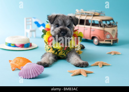 Schnauzer miniatura cachorro y vacaciones de verano Foto de stock