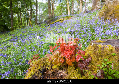 Las campánulas azules en Jiffy Knott bosques cerca de Ambleside, Cumbria, Reino Unido. Foto de stock