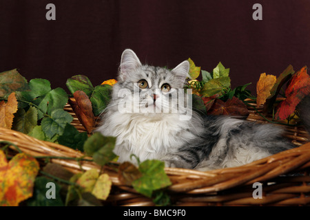 Sibirische Katze im Körbchen / Siberian Cat en la cesta