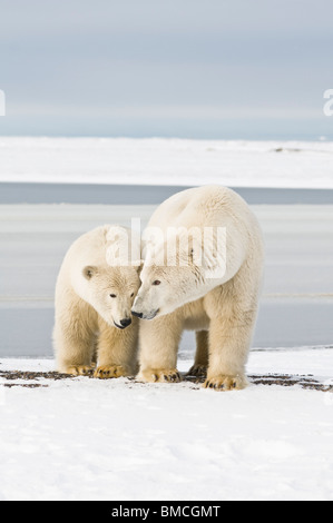 El oso polar, el Ursus maritimus, siembre con un 2-año-viejo cub junto una isla barrera durante el otoño se congela, Bernard Spit, Alaska