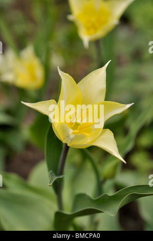Lily de flor de tulipán (tulipa blanco elegancia) Foto de stock