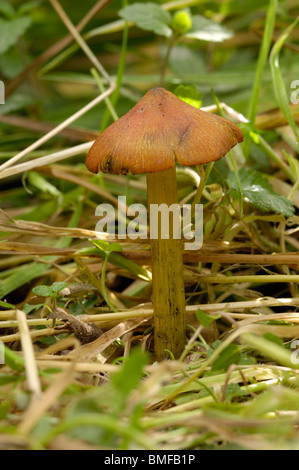 El ennegrecimiento Waxcap, Hygrocybe conica, hongos en bosques mixtos Foto de stock