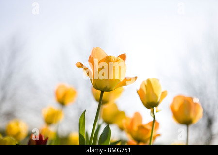Tulipanes amarillos en la primavera