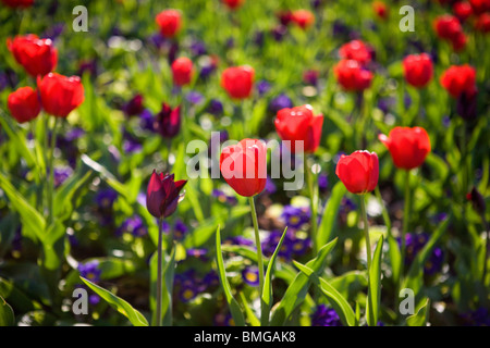 Un lecho de tulipanes rojos y flores púrpura
