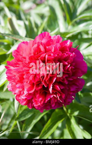 Paeony rosa peonía o flor en un jardín inglés.