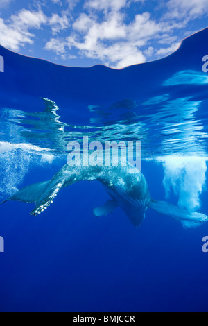 Por encima y por debajo de la vista de la ballena jorobada, Maui, Hawaii, USA.
