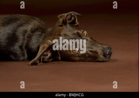 La mitad de la raza del perro (Braco Alemán/Harz zorro perro) - tumbado Foto de stock