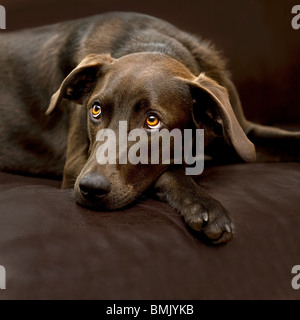 La mitad de la raza del perro (Braco Alemán/Harz zorro perro) - tumbado en sofá Foto de stock