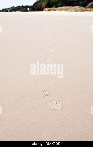 Dingo pistas en la arena de la Isla Fraser, Queensland, Australia