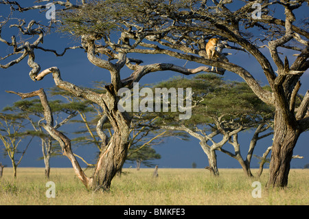 León Africano mediante árbol como un mirador, Área de Conservación Nogorongoro, Parque Nacional del Serengeti, Tanzania.
