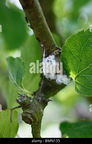 Áfido lanoso (Eriosoma langerum) colonia en rama de apple Foto de stock
