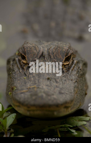 Cabeza de cocodrilo americano (Alligator mississippiensis) - Louisiana - EE.UU. Foto de stock