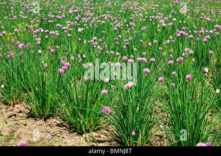 Campo con flores de cebollino (Allium schoenoprasum) Foto de stock