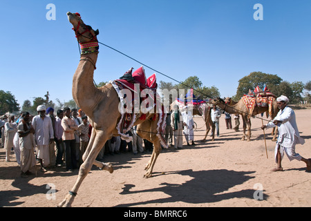 Exposición de camello. Nagaur feria de ganado. Rajastán. La India Foto de stock