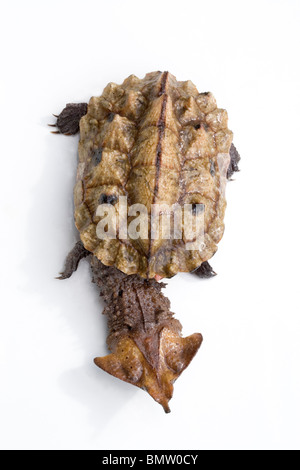 Matamata Turtle (Chelys fimbriatus). Vista dorsal.