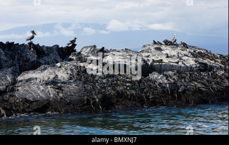 Una densa población de iguanas marinas en las rocas en Isla Fernandina en las Islas Galápagos Foto de stock