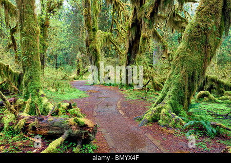Ruta en Hall de musgos. Hoh Rain Forest. El Parque Nacional Olímpico, Washington Foto de stock