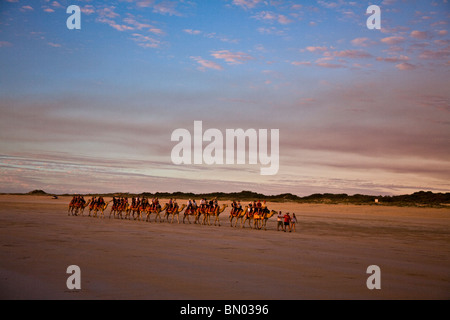 Un paseo en camello por la playa de cable en un amanecer o atardecer es un visitante tradición en Broome, Australia Occidental Foto de stock