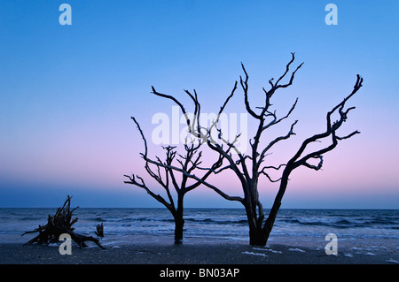 Árbol Muerto al anochecer en el Boneyard en Botany Bay en Edisto Island en el condado de Charleston, Carolina del Sur Foto de stock