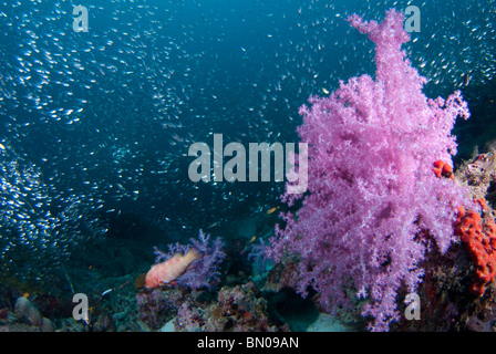 Los corales blandos, Dendronephthya sp., y la escuela de pequeños peces plateados, las islas Similan Foto de stock