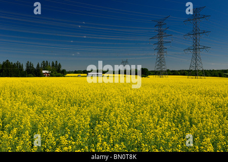 Campo de colza amarillas con granja de cultivo e Hydro torres contra un cielo azul oak ridges moraine Ontario