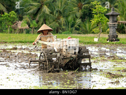 Un agricultor arando una arrozales inundados, cerca de Ubud, Bali, Indonesia Foto de stock