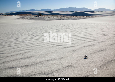 Escarabajo en arena, Monumento Nacional White Sands, Nuevo México, EE.UU. Foto de stock