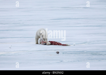 El oso polar, el Ursus maritimus, comer muertos oso polar, Spitsbergen, Noruega, Europa