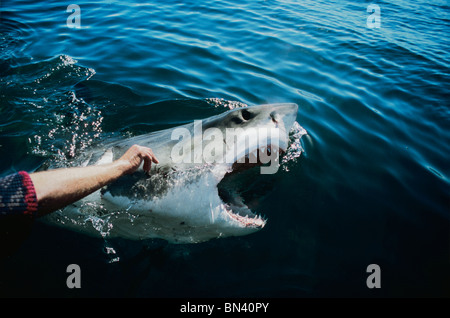 Cosquilleo de un gran tiburón blanco de Sudáfrica Foto de stock