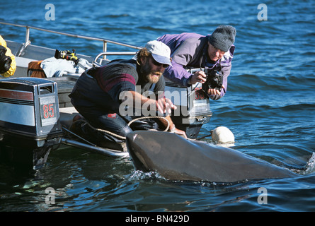 Andre Hartman 'cosquilleo' Gran Tiburón Blanco (Carcharodon carcharias) - Foto de stock