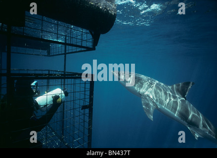 Filmación de buzo gran tiburón blanco (Carcharodon carcharias) de jaula protectora, peligrosos arrecifes, Australia del Sur Foto de stock