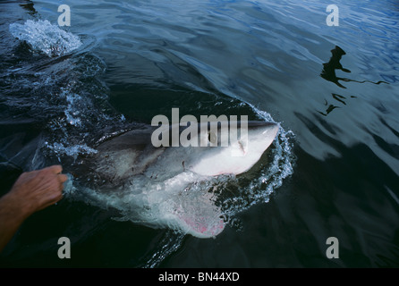 "Cosquilleo" Gran Tiburón Blanco (Carcharodon carcharias) - técnica utilizada por abrir la boca de tiburón Foto de stock