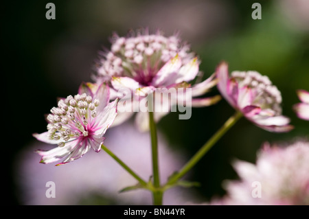 Gran Masterwort, Astrantia major, en flor