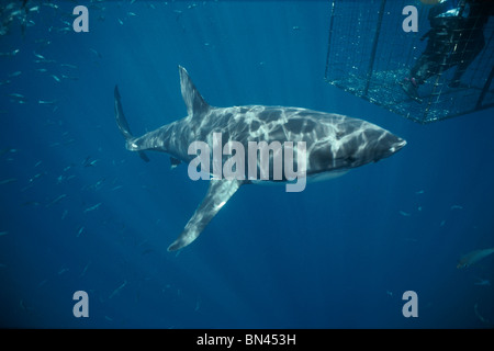 Filmación de buzo gran tiburón blanco (Carcharodon carcharias) de jaula protectora, peligrosos arrecifes, Australia del Sur Foto de stock