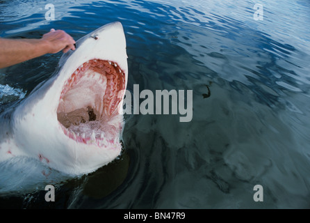 "Cosquilleo" Gran Tiburón Blanco (Carcharodon carcharias) - técnica utilizada por Andre Hartman para abrir la boca del tiburón. Foto de stock