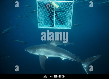 Los buceadores, en jaula protectora, filmando un gran tiburón blanco (Carcharodon carcharias) rodeado por escolaridad Macarelas Australia Foto de stock