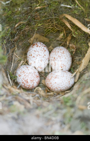 Tufted pajarito nido con huevos - Vertical Foto de stock