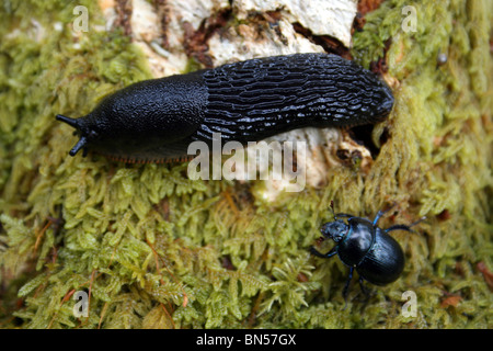 Babosa negra Arion ater y Dor Geotrupes stercorarius Escarabajo tomada en Cumbria, Reino Unido Foto de stock