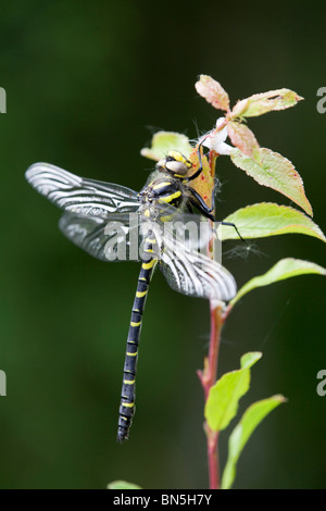 Golden Dragonfly; Cordulegaster boltonii anillado Foto de stock