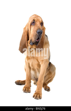 Bloodhound ,también conocido como Saint Hubert hound y Sleuth Hound aislado sobre un fondo blanco. Foto de stock