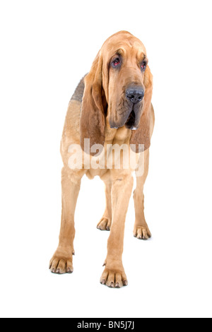 Bloodhound ,también conocido como Saint Hubert hound y Sleuth Hound aislado sobre un fondo blanco. Foto de stock