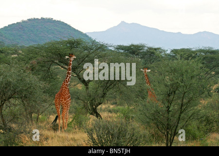 Jirafas reticulado de comer hojas de árboles de acacia. Fotografía tomada en la Reserva de caza de Samburu, Kenia, África Oriental. Foto de stock