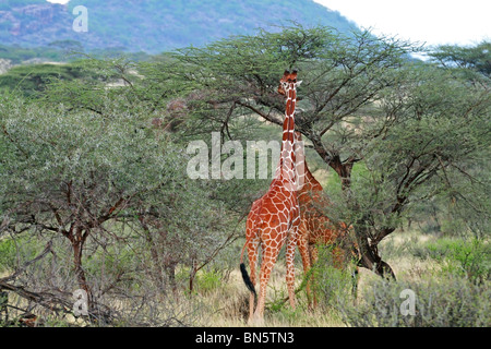 Jirafas reticulado de comer hojas de árboles de acacia. Fotografía tomada en la Reserva de caza de Samburu, Kenia, África Oriental. Foto de stock