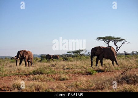 Los elefantes de pie en las praderas de la Reserva Nacional de Samburu, Kenia África