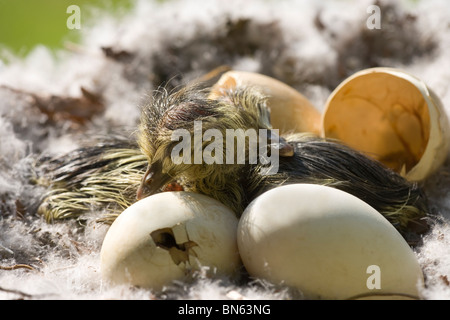 Bar-encabezada Ganso (Anser indicus). Dos goslings, recién nacidos. A otros a seguir. Huevo astillado y cáscaras vacías al lado.