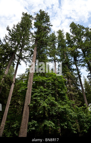Bosque, gigantescos árboles de abeto Douglas