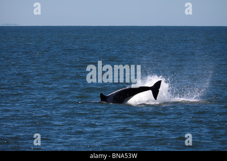 La orca breeching, Norte de Puget Sound o Salish mar, entre Washington y Canadá, América del Norte Foto de stock