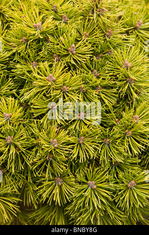 Pinus mugo var Mopas, cerca de montaña suizo, pino mugo Pino , Pinaceae, sosna gorska, Foto de stock