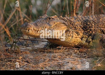 El cocodrilo del Nilo (Crocodylus niloticus) en el río Zambezi, Mosi-oa-Tunya National Park, Zambia